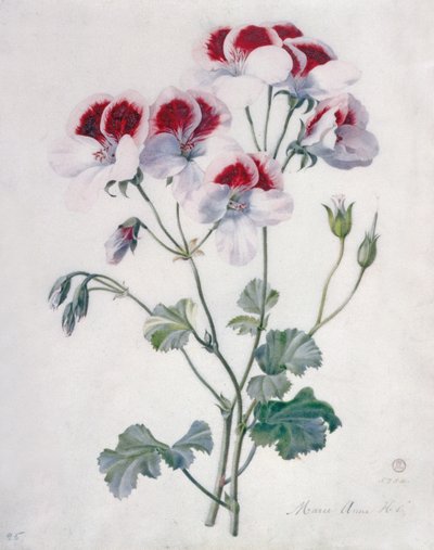 Rachunek Żurawia autorstwa Marie Anne